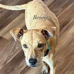 Thumbnail photo of BENNY #3