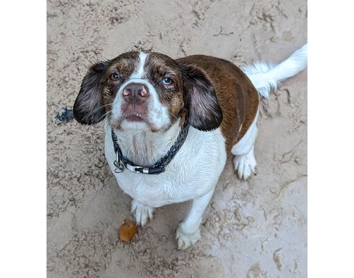 Houston, TX - Cocker Spaniel/German Shorthaired Pointer. Meet Lady a ...