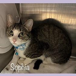 Thumbnail photo of SOPHIA #1