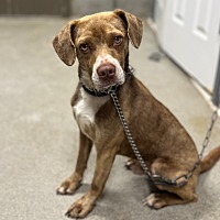 adopt a pet