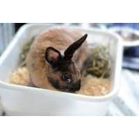 adopt-pet