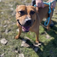 adopt-pet