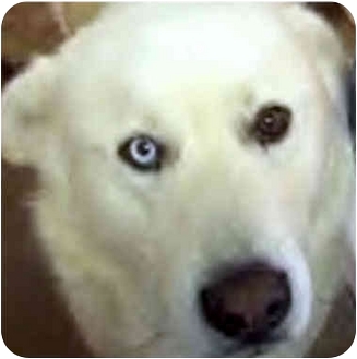 Various Locations In Great Pyrenees Meet Chauncey A Pet For