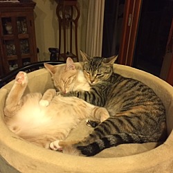 Thumbnail photo of Linus and Lucy #2