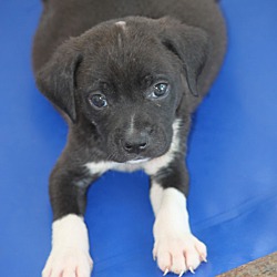 Thumbnail photo of Fenway **ADOPTED** #2