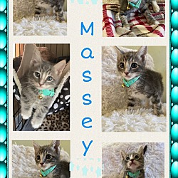 Thumbnail photo of Massey #2