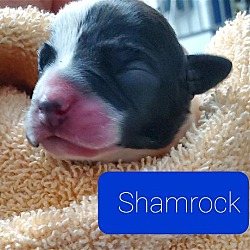 Thumbnail photo of Shamrock #2