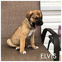 Thumbnail photo of ELVIS #2