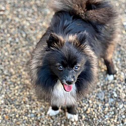 Photo of Maple