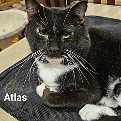 Thumbnail photo of Atlas #1