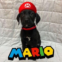 Photo of Mario
