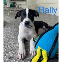 Photo of RALLY