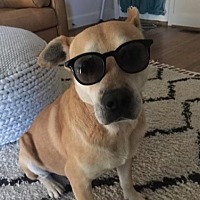adopt a pet