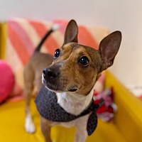 adopt a pet