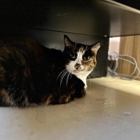 adopt a pet
