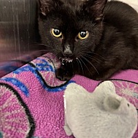 adopt a pet