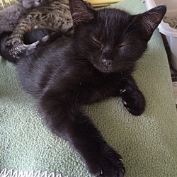 Thumbnail photo of black kitties fees are 1/2 off #4