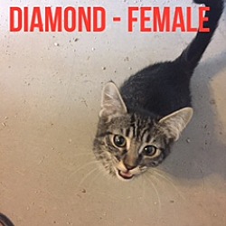 Thumbnail photo of DIAMOND #2