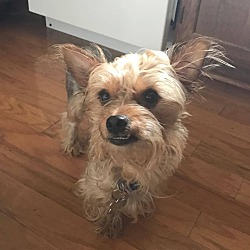 Thumbnail photo of Rudy - Adopted 05/06/2017 #3