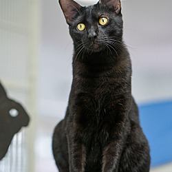 Thumbnail photo of Sponsored Black Cats #1