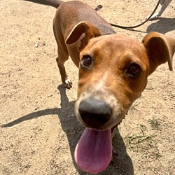 Photo of Gingerbread