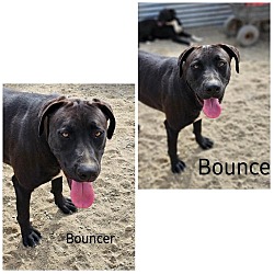 Photo of Bouncer