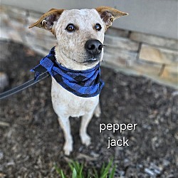 Thumbnail photo of Pepper Jack #2