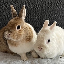 Photo of Nugget & Daisy Mae (bonded pair)