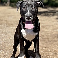 adopt a pet