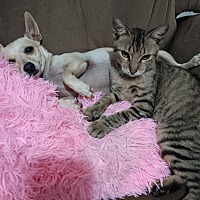 adopt a pet