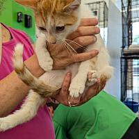 adopt a pet