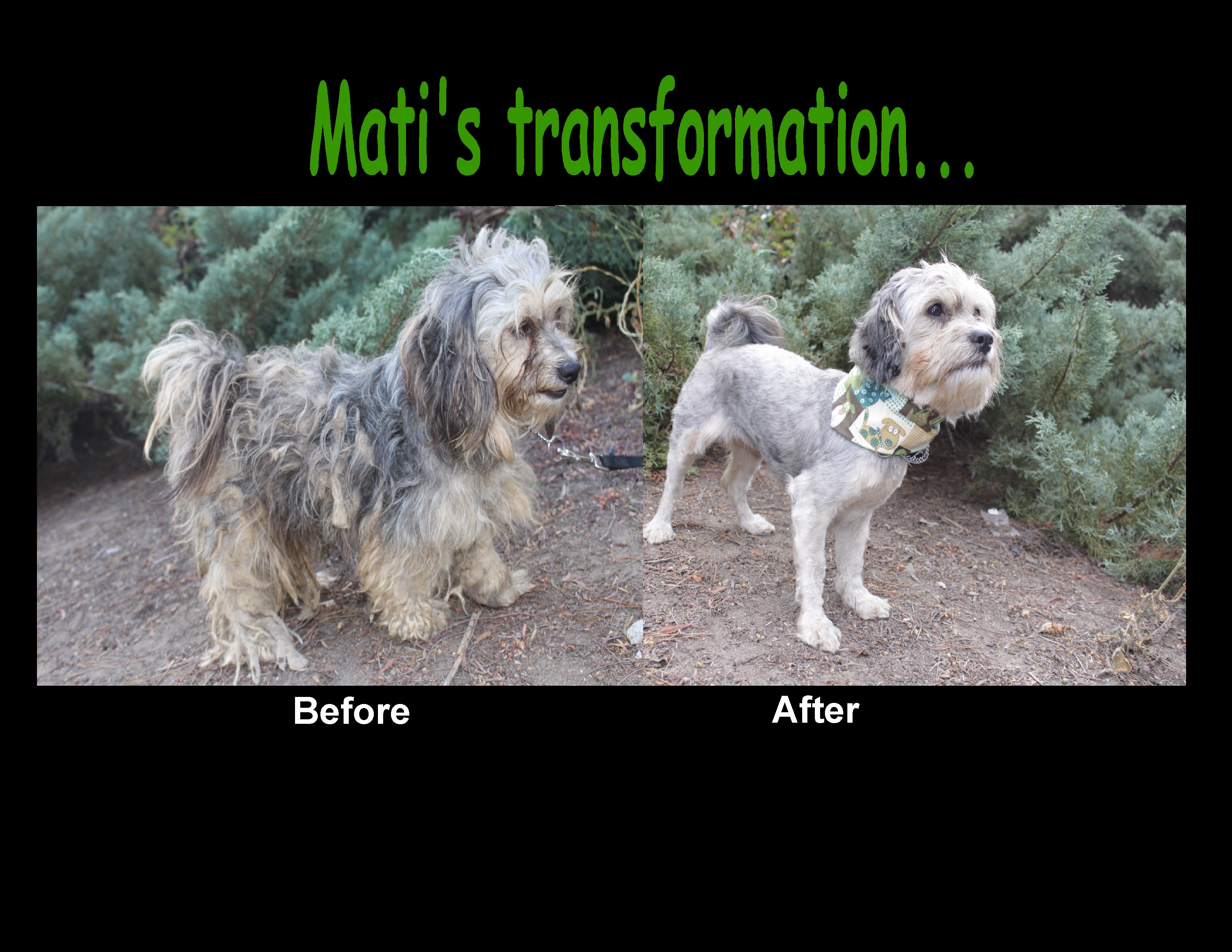 Thousand Oaks Ca Maltese Meet Mati A Pet For Adoption