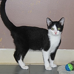 Thumbnail photo of Sylvester (Neutered) - Update #3