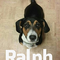 Thumbnail photo of Ralph IN CT #1