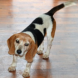 Thumbnail photo of Beagle Bailey #3