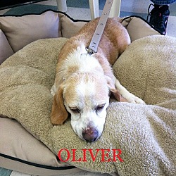 Thumbnail photo of OLIVER #1