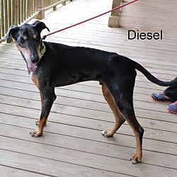Thumbnail photo of Diesel #4