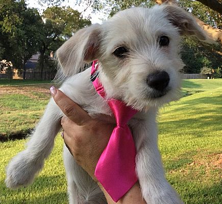 Nashua Nh Maltese Meet Bianca A Pet For Adoption