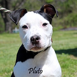 Thumbnail photo of Pluto~adopted! #2