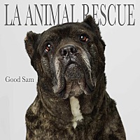 Cane Corso Puppies For Sale In California Adoptapetcom