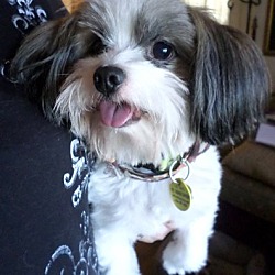 Thumbnail photo of Louie*Adopted #1