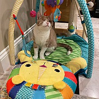 adopt a pet
