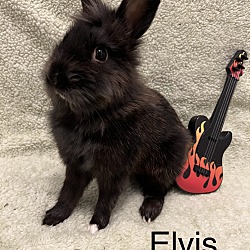 Thumbnail photo of Elvis #4