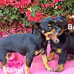 Thumbnail photo of **Mama Mia and pup**  Video* #1