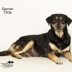 Thumbnail photo of Queenie  (Foster Care) #3