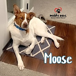 Thumbnail photo of Moose (Courtesy Post) #2
