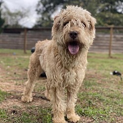 Photo of Toby