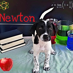 Photo of Newton