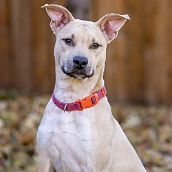 Photo of Salty D5848 - ADOPTION BEING FINALIZED