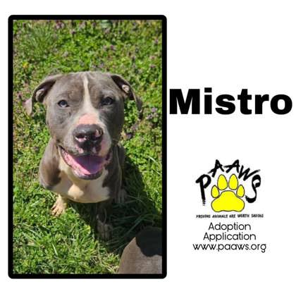 Photo of Mistro